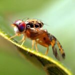 Mediterranean fruit fly